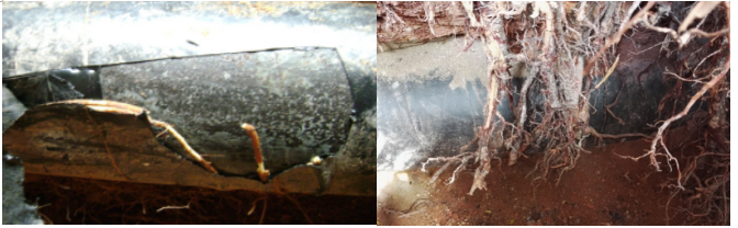 ֲ���ϵ����Ȼ���L(ch��ng)ݔ�ܵ���Ӱ푼������k���о�